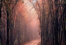 [澳网]不敌保利尼 韦思佳止步女单首轮.